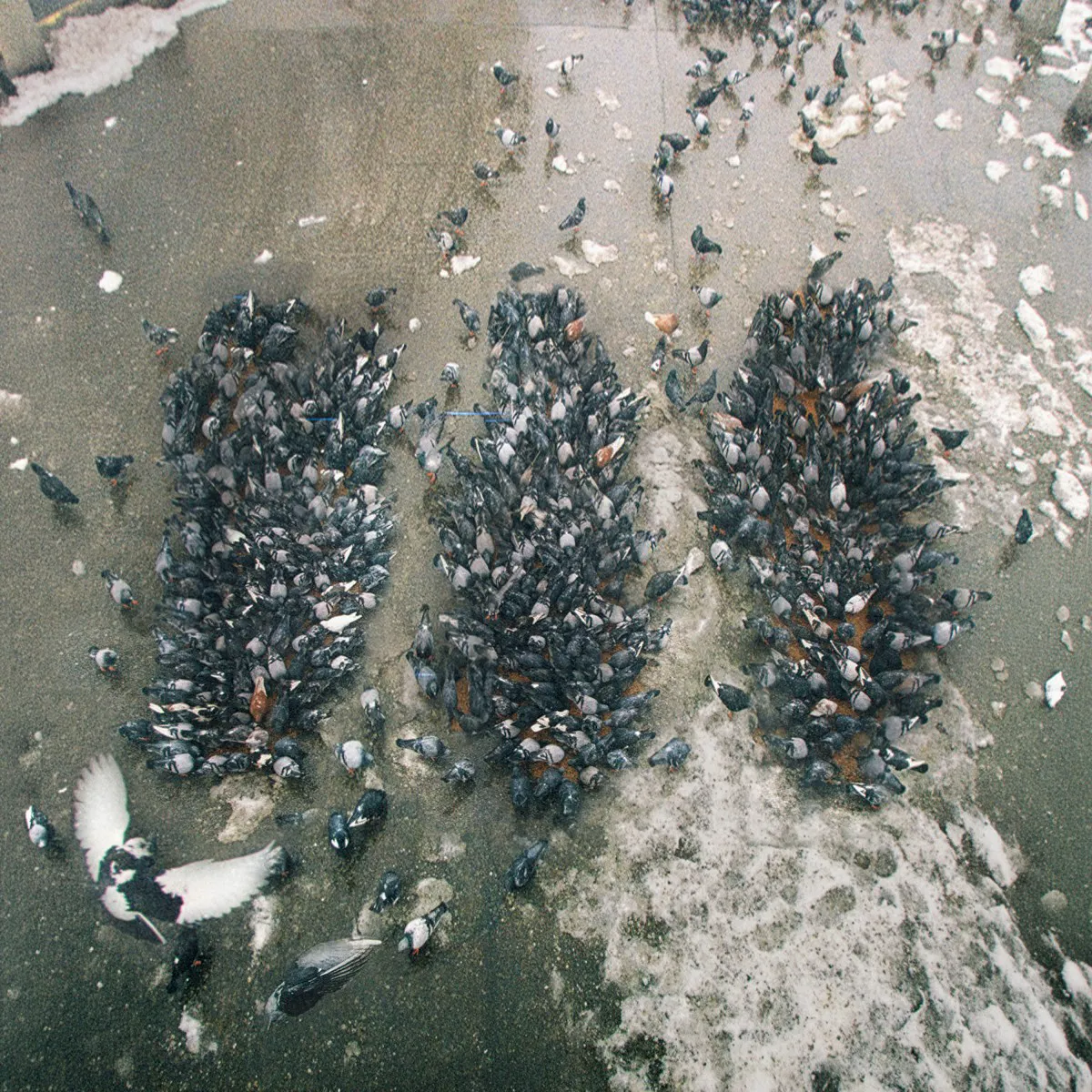 Cover of Show Me the Body – Alone Together