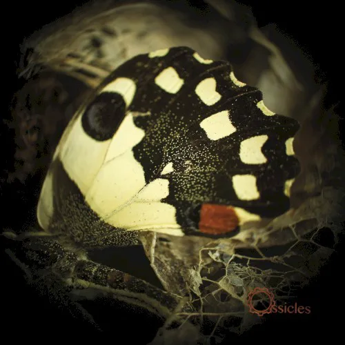 Obal alba Ossicles – Music for Wastelands
