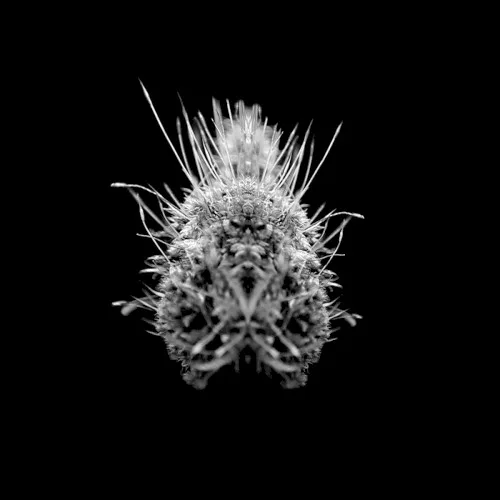 Cover of Selm – TiiiER / Post-Adrenaline