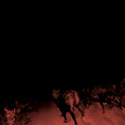 Cover of Bambara – Shadow on Everything