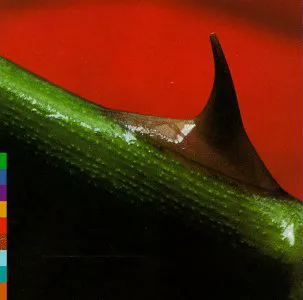 Obal albumu Nusrat Fateh Ali Khan, Michael Brook – Night Song