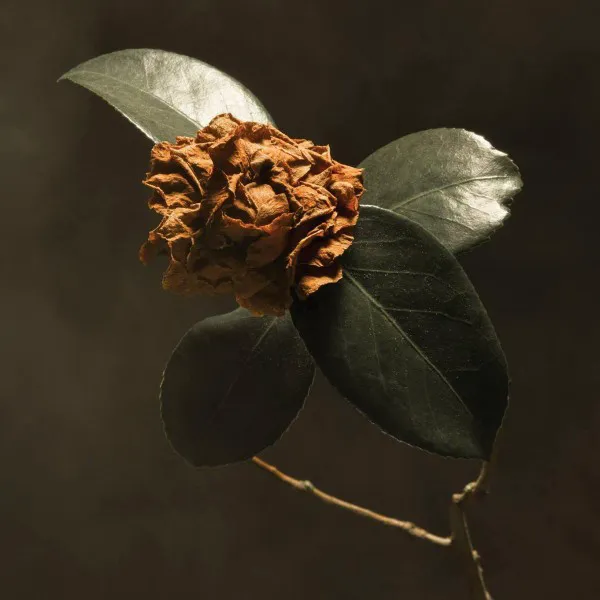 Obal alba Young Sick Camellia