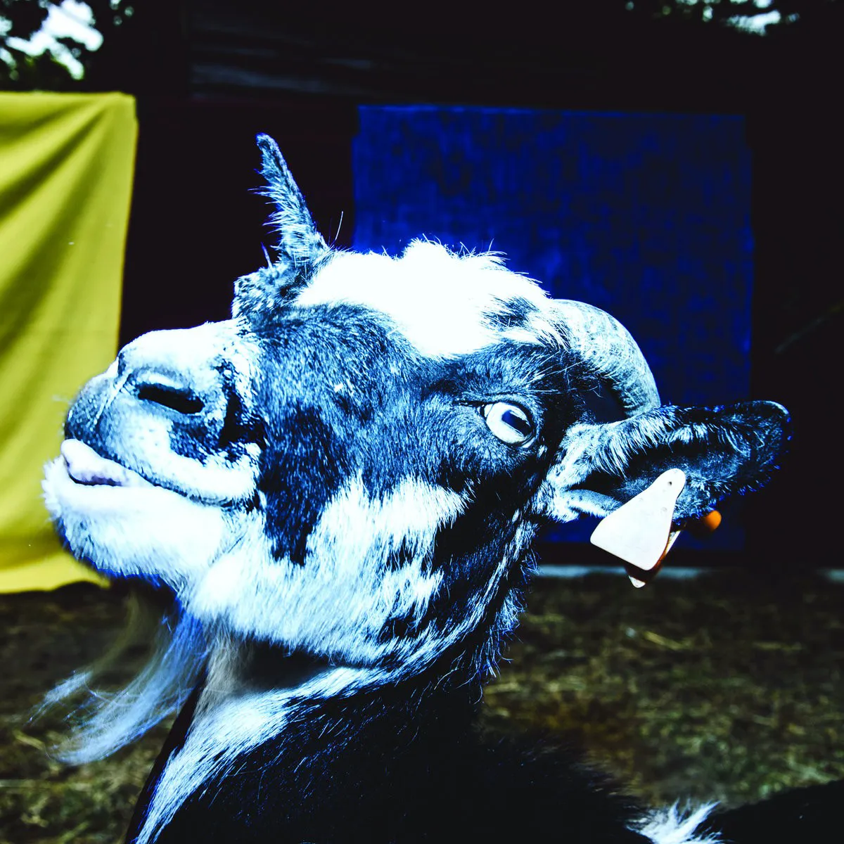 Obal alba Day Trip to the Petting Zoo