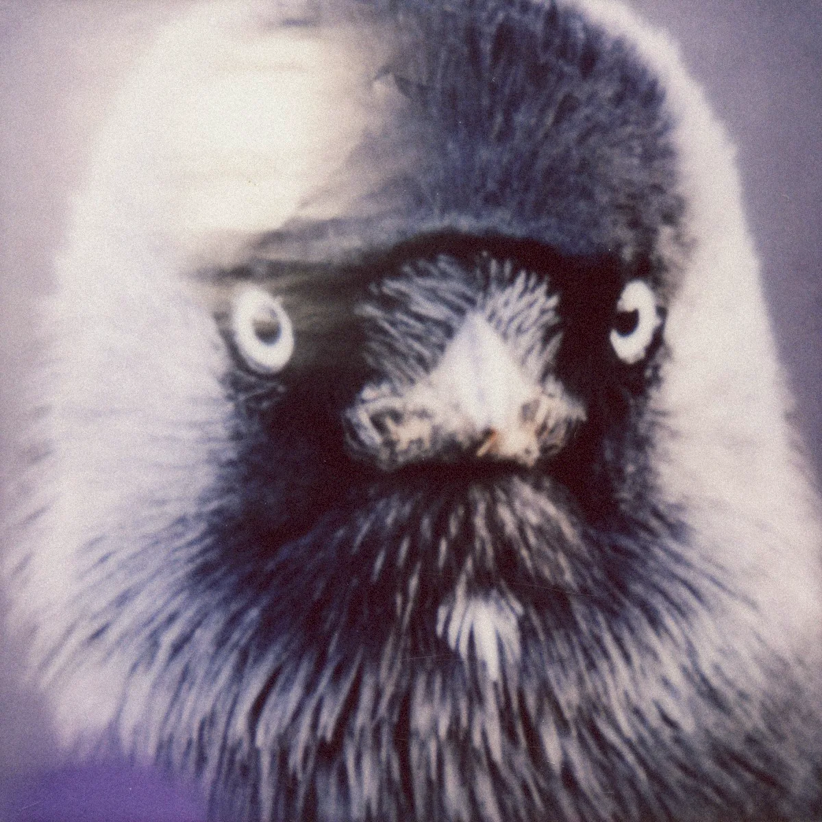 Cover of muff potter. – Klepto