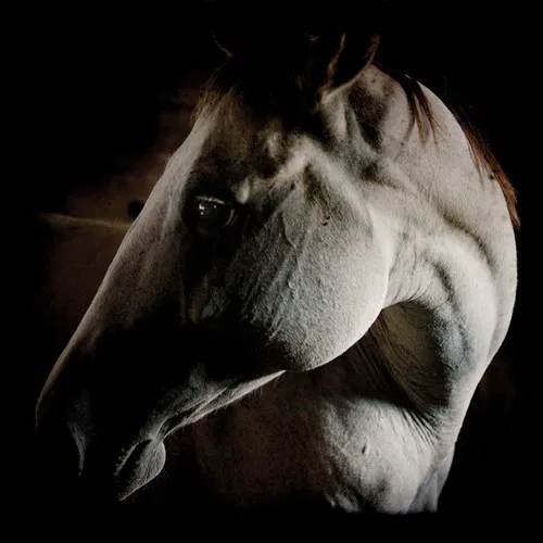Obal albumu How to Kill a Horse