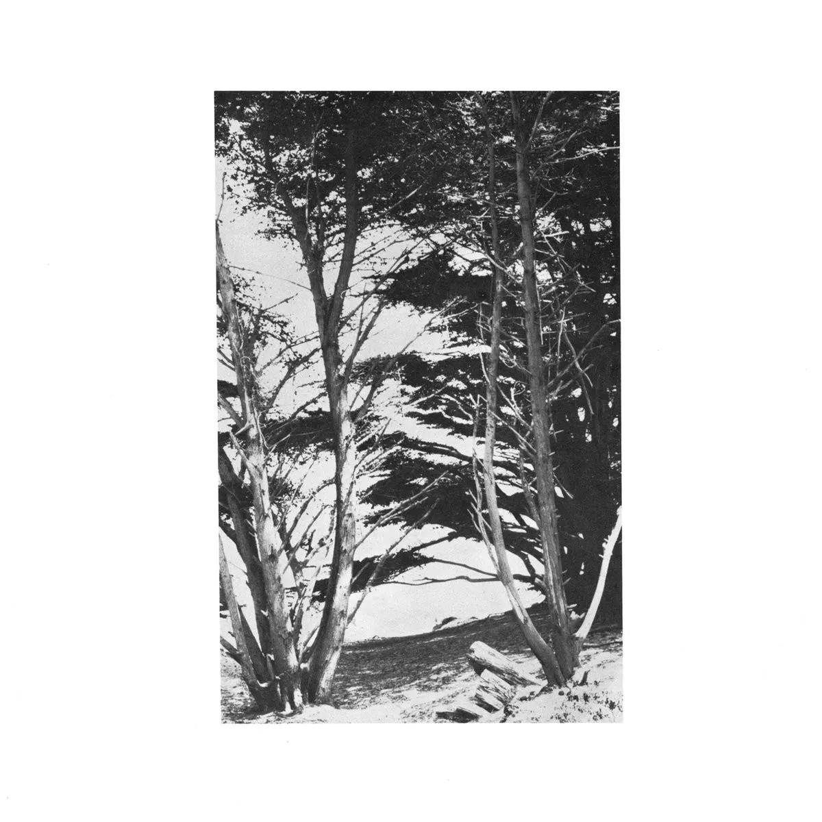 Cover of Gentle Wilderness