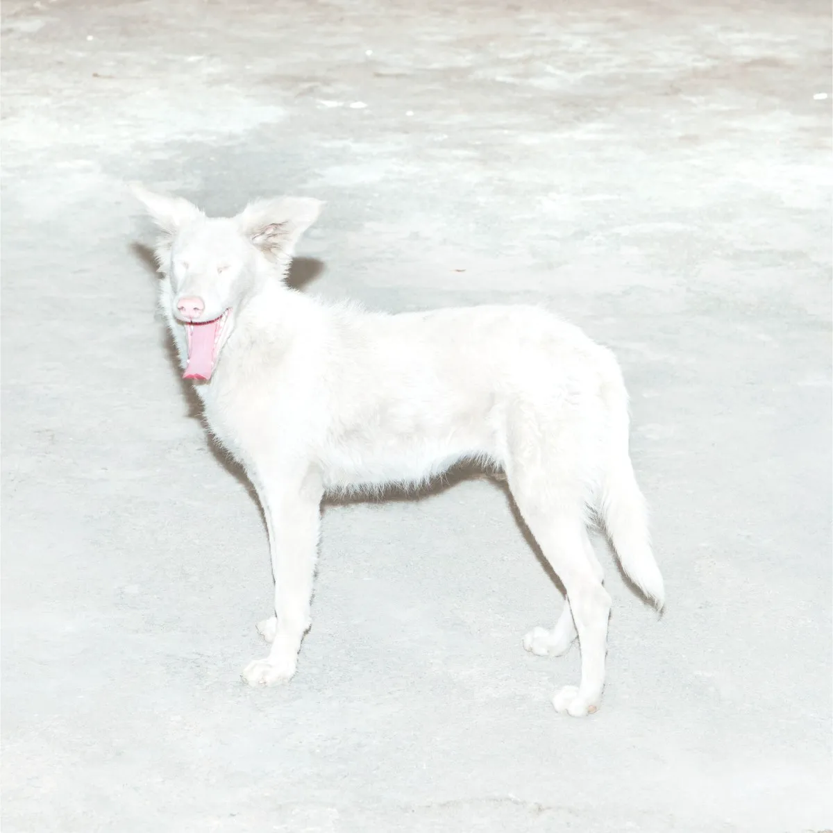 Obal albumu Malandra