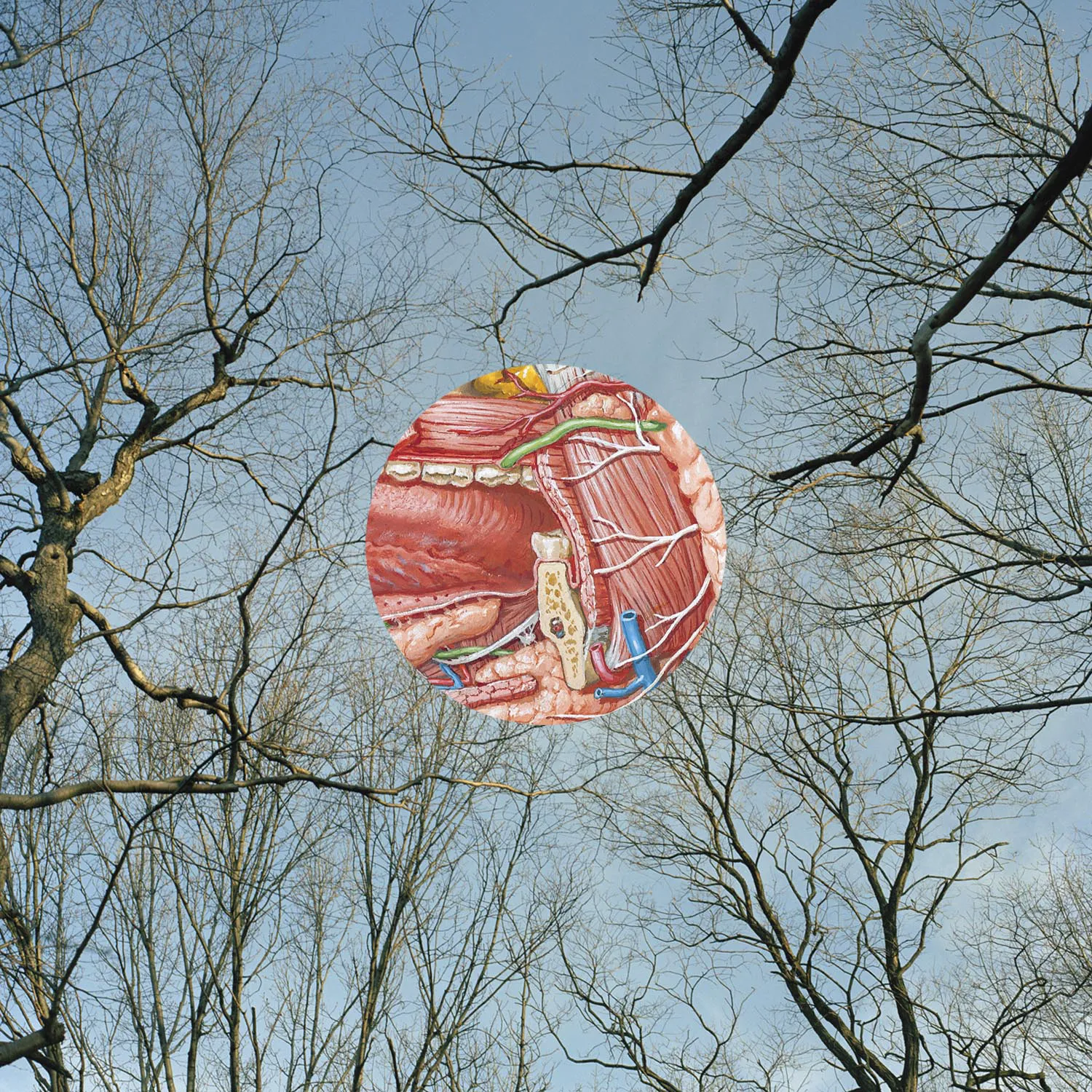 Cover of Glean