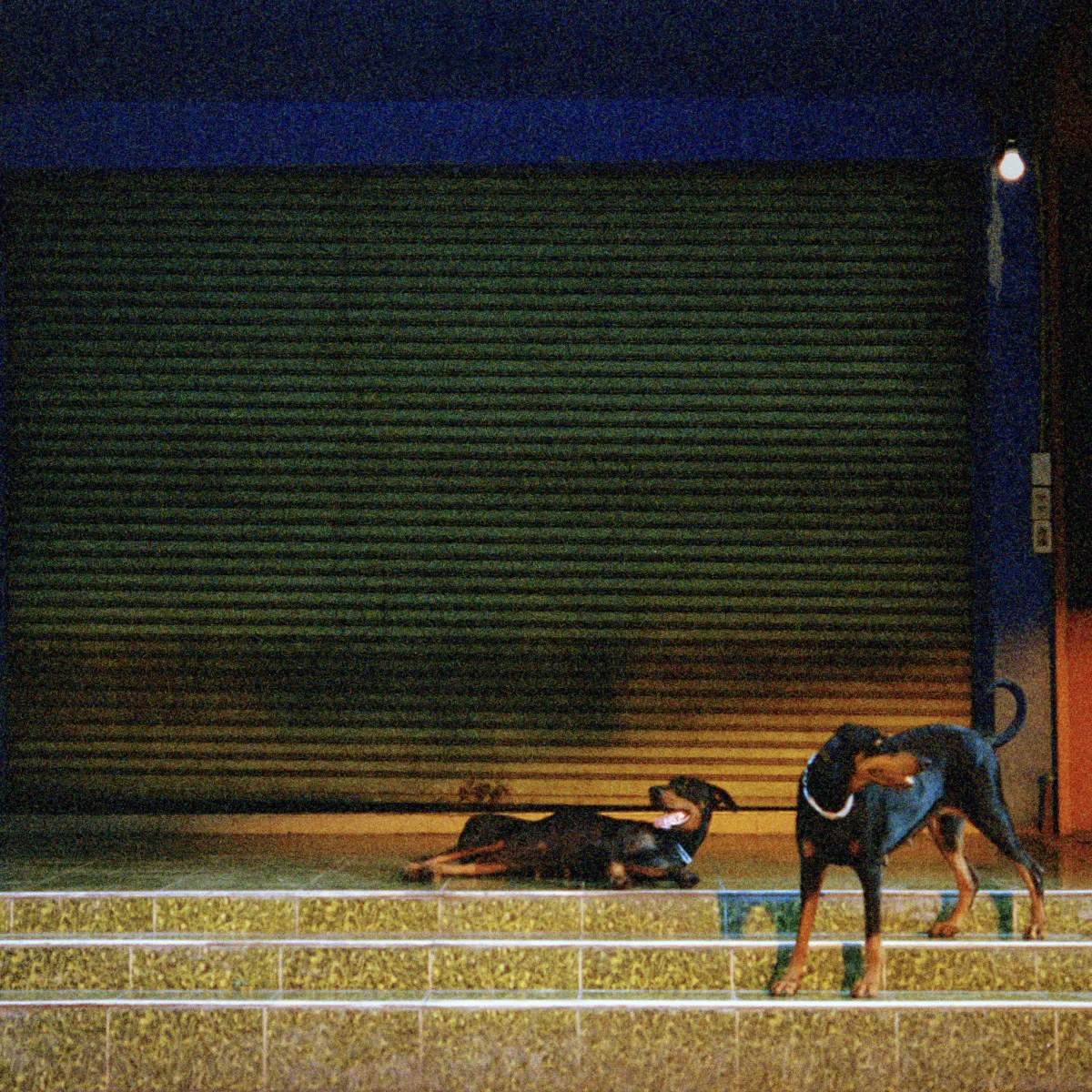 Cover of Overmono – Pure Devotion