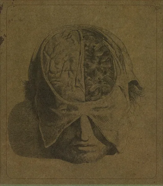 Cover of Farsot – Insects