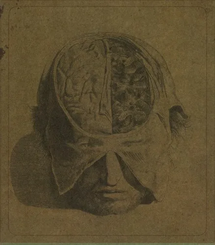 Cover of Farsot – Insects
