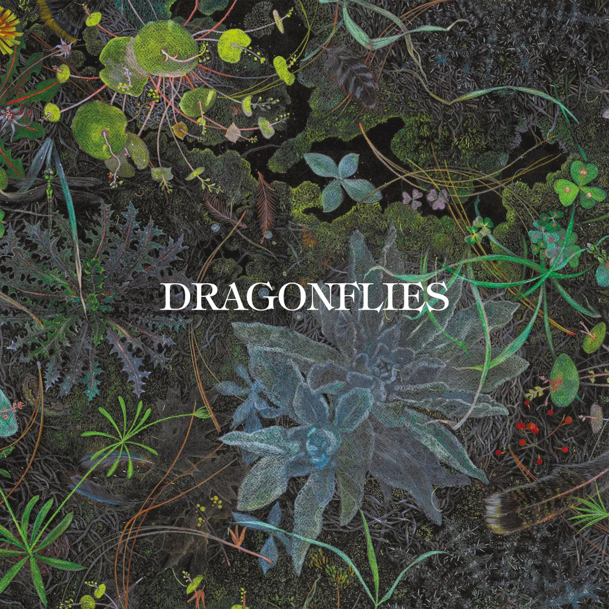 Cover of Dragonflies