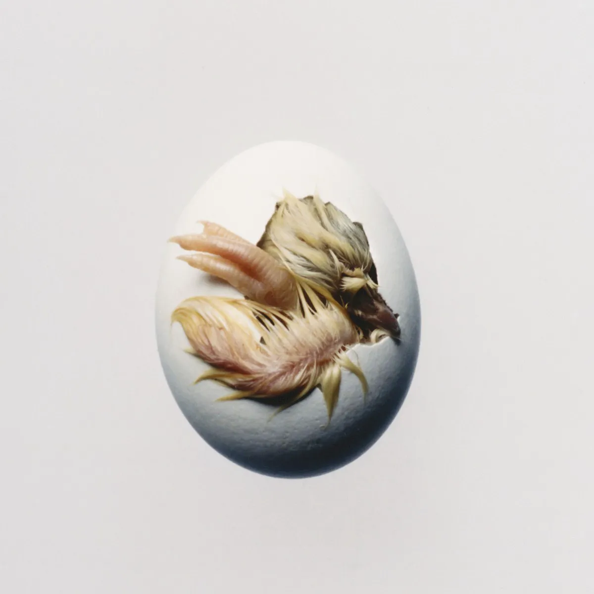 Cover of SWALLOW!