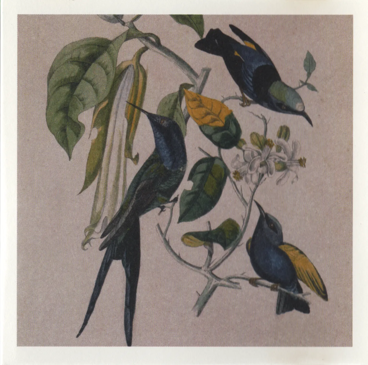 Obal albumu Sakura