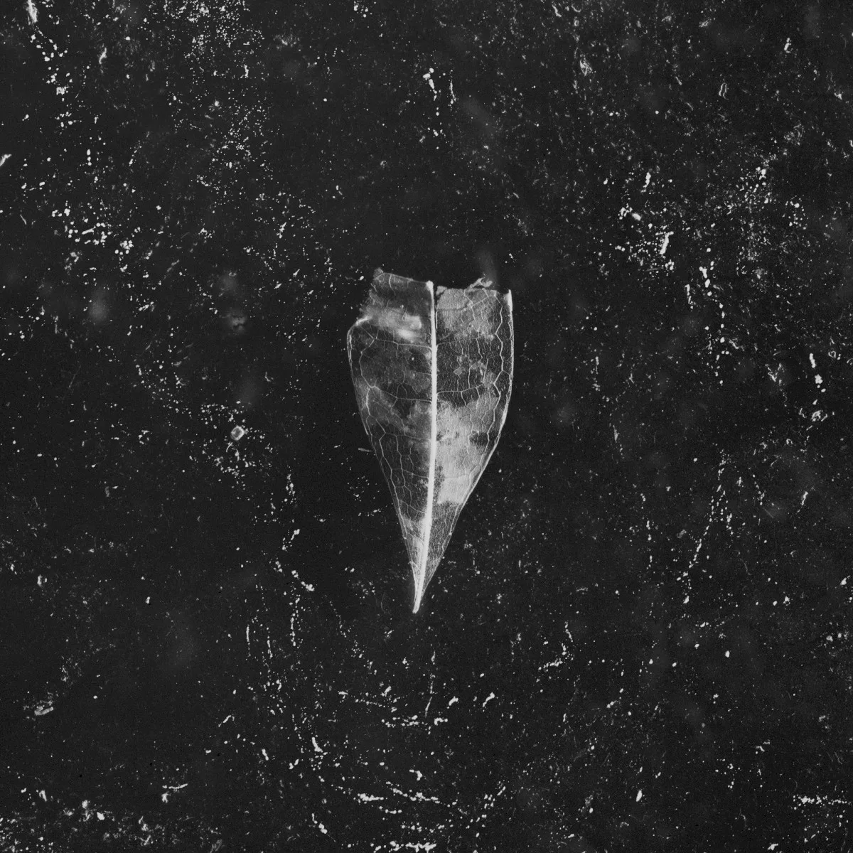 Cover of Bees Made Honey in the Vein Tree – Aion