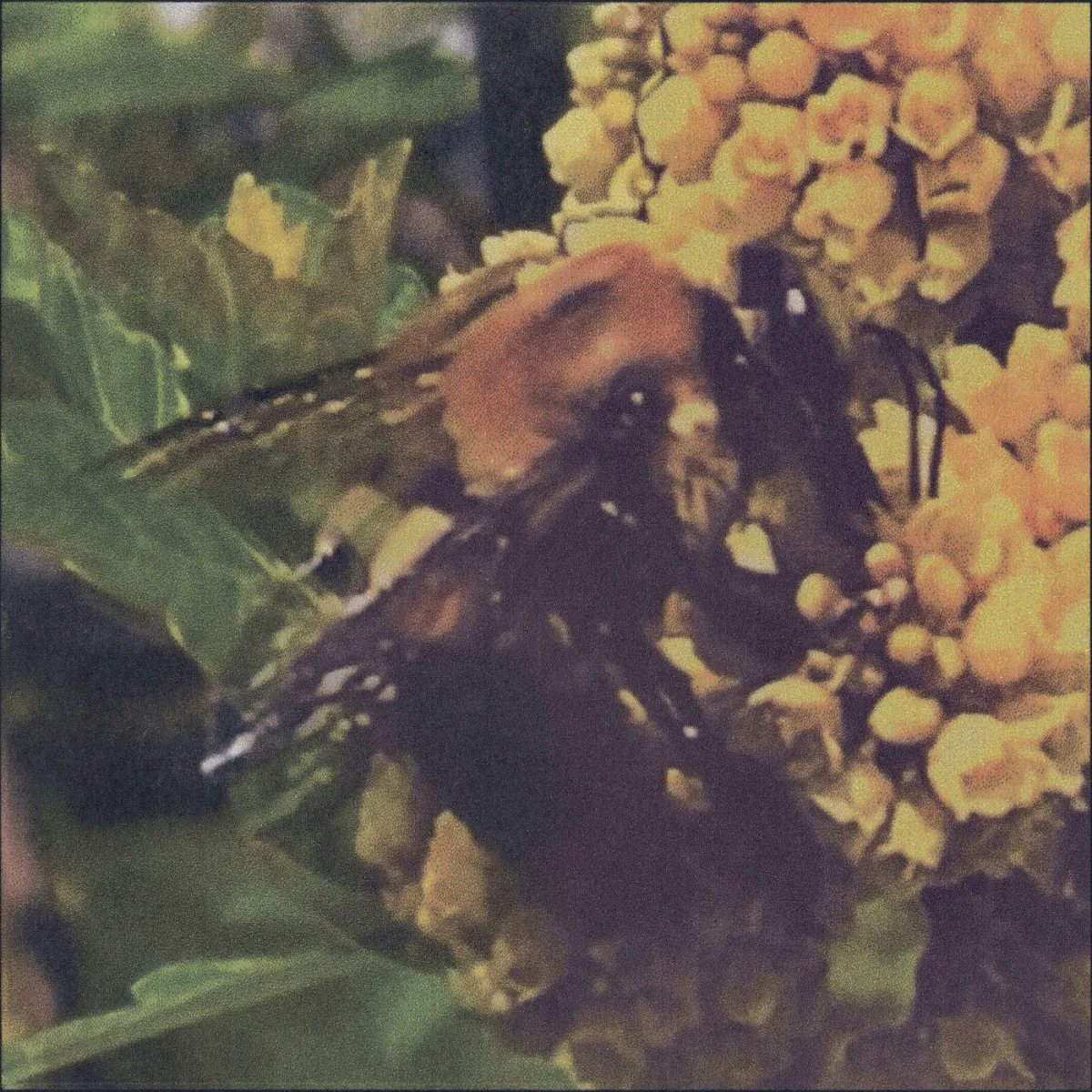 Obal alba Broncho – Natural Pleasure